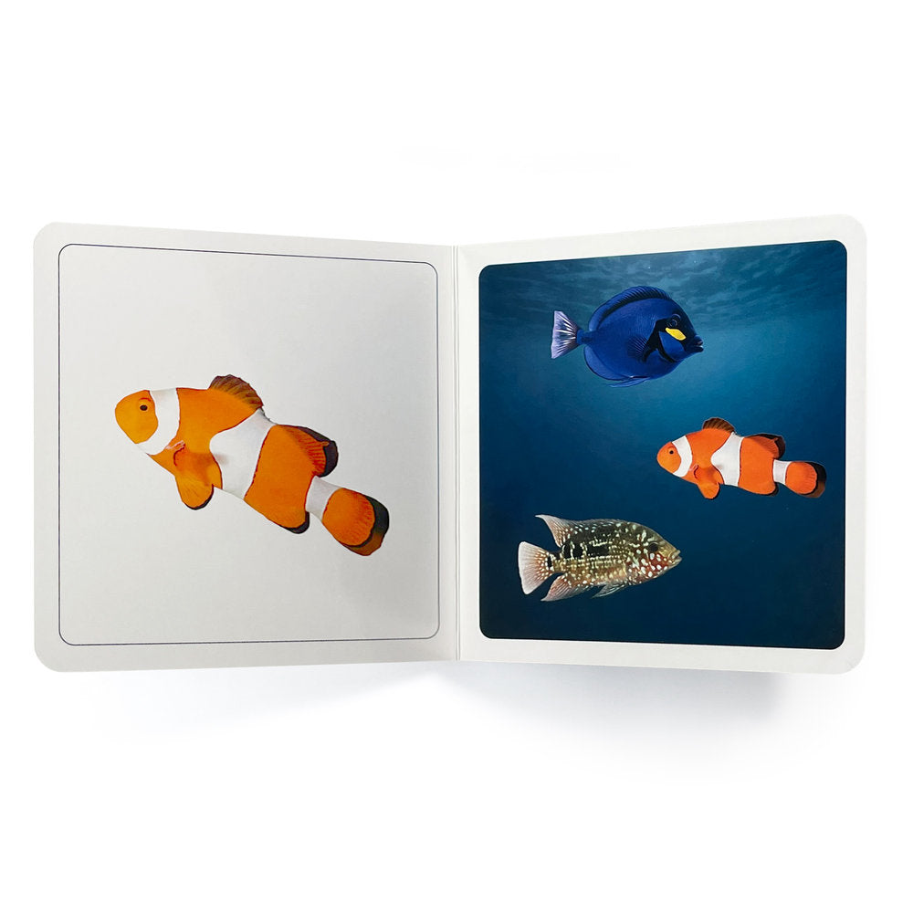 Donde estan los peces? - Nowordbooks