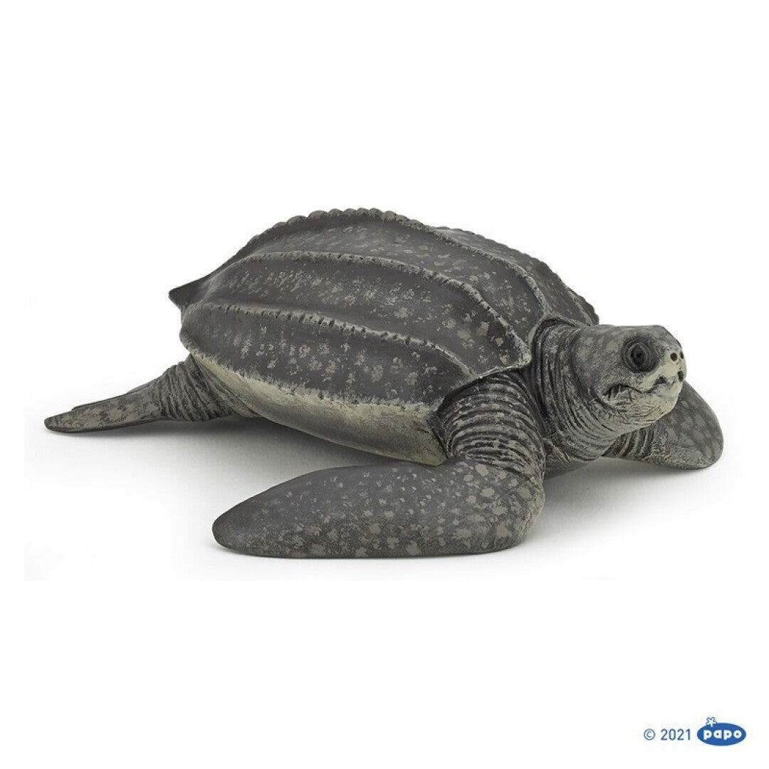Tortuga Laud