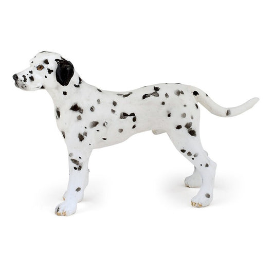 Dalmata
