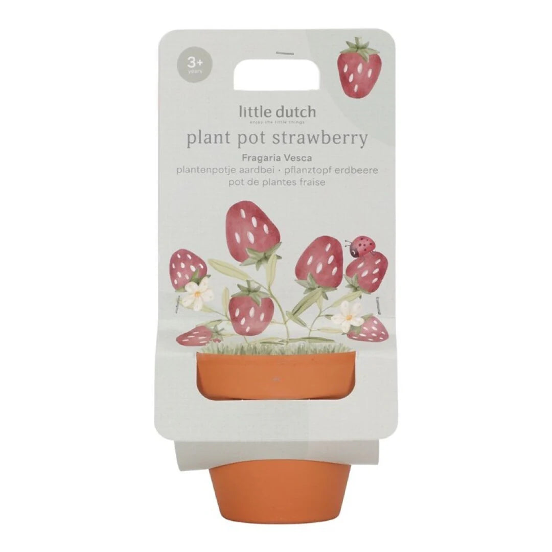 MACETA PLANTA FRESAS