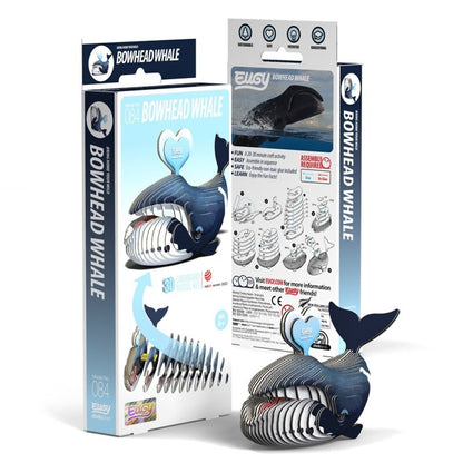 Eugy Ballena de Groenlandia 084