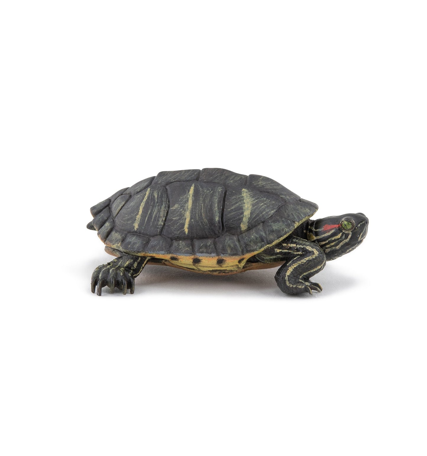 Tortuga de Florida