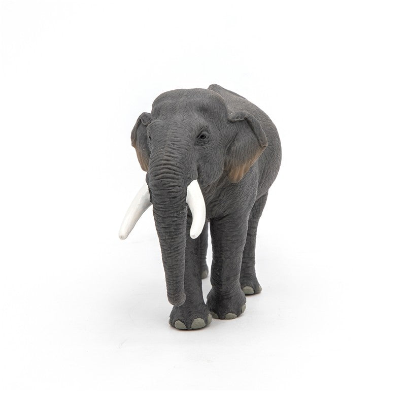 Elefante asiatico