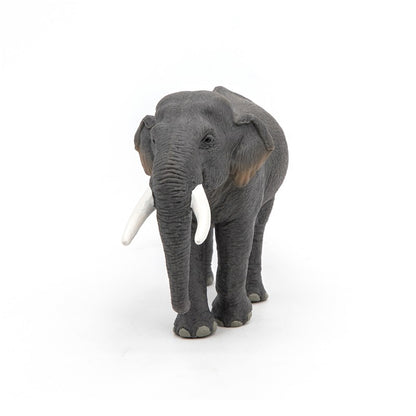 Elefante asiatico