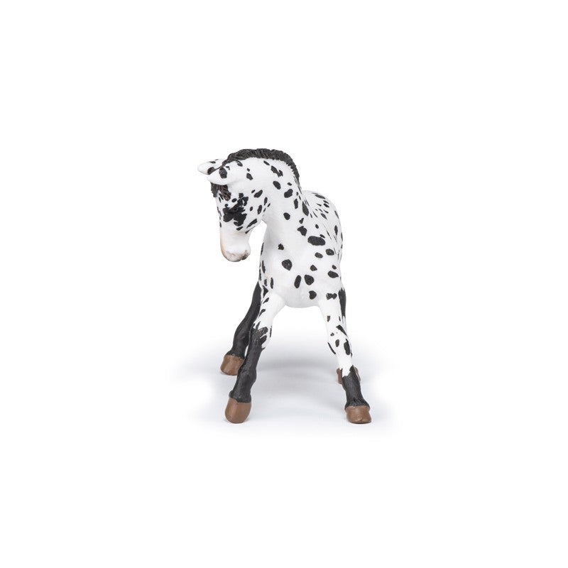 Potro Appaloosa negro