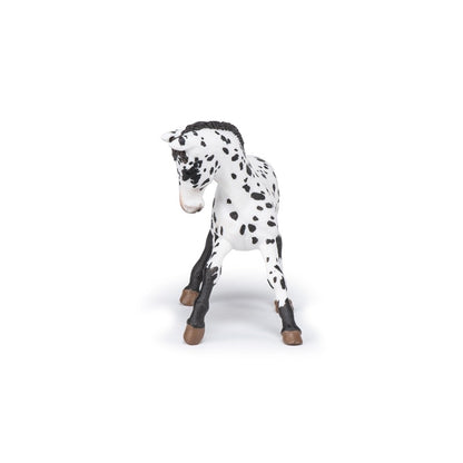 Potro Appaloosa negro
