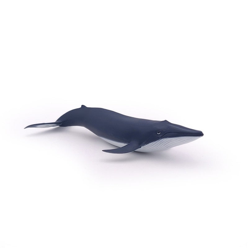 Bebe Ballena Azul