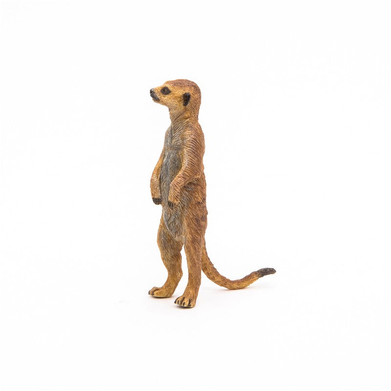Suricata