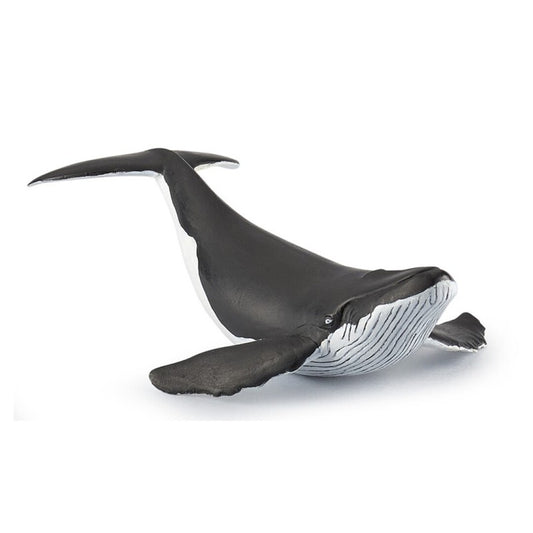 Cria de Ballena