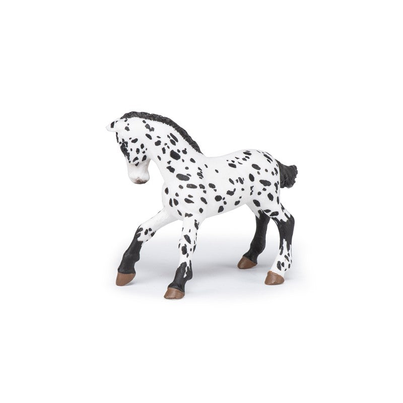 Potro Appaloosa negro