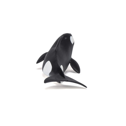 Bebe Orca