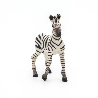 Cria de Cebra