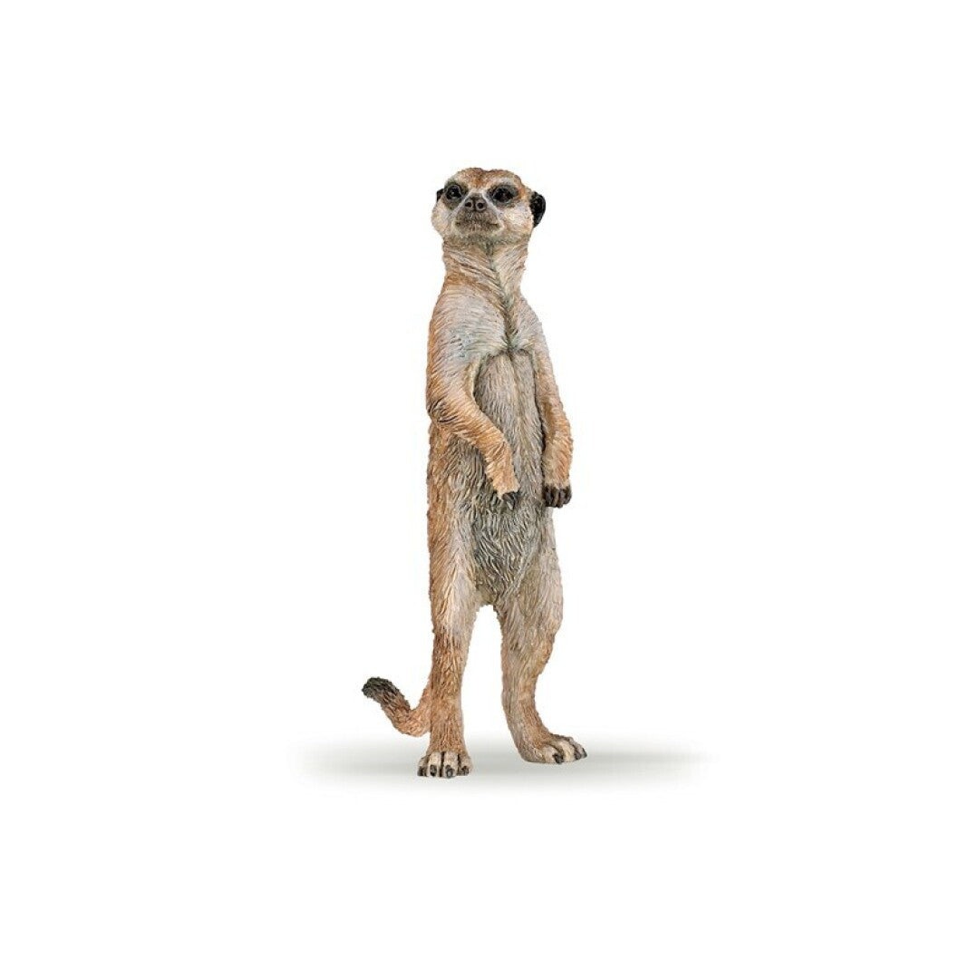 Suricata