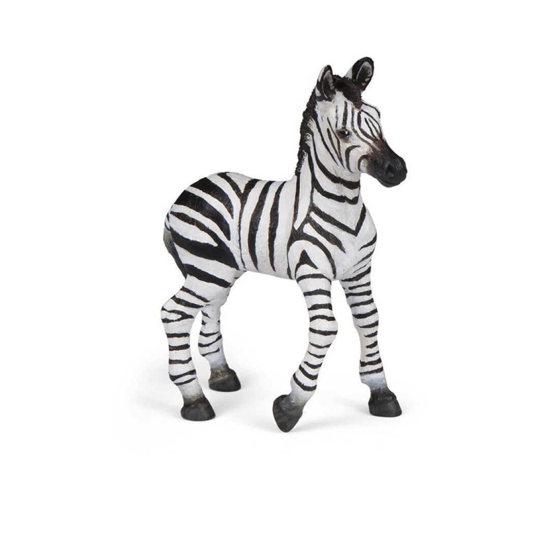 Cria de Cebra